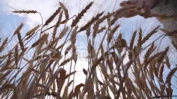 靠近雄性的手臂移动在成熟的小麦上生长在草地上年轻的农学家走过麦田视频的预览图