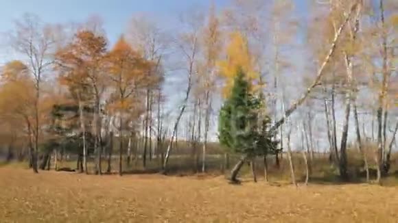 从木地上的汽车可以看到鲜艳秋叶的树木视频的预览图
