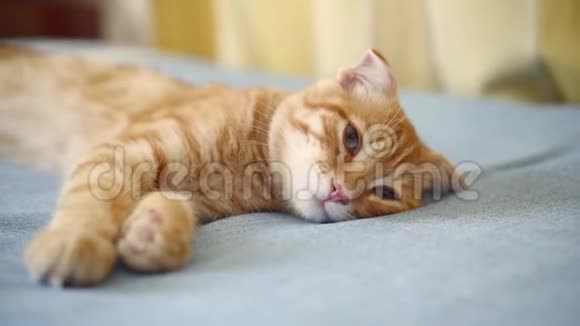 橙色生姜苏格兰褶皱小猫睡着了躺在蓝色毯子上特写视频的预览图