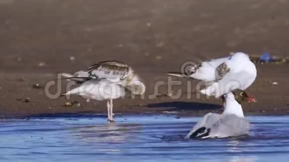 鸟海鸥在沙质的海岸上在浅水和洗的地方视频的预览图