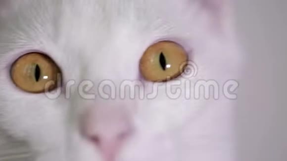 特写白猫眼睛视频的预览图