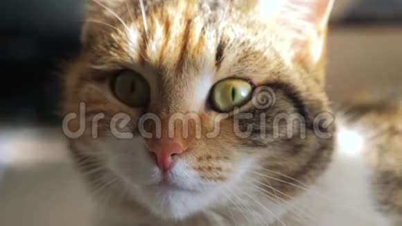 三色猫肖像脸躺在窗户上灯光落在生活方式上宠物护理视频的预览图