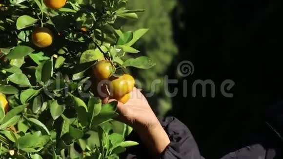 在阳光明媚的日子里亚洲资深农民在橘子园采摘新鲜成熟的橘子视频的预览图