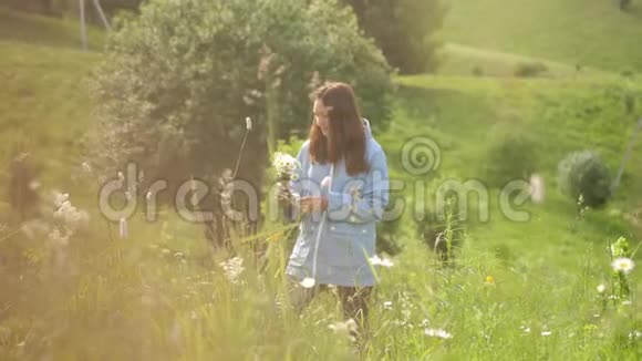 年轻漂亮的女人在美丽的大自然中收集田野花漂亮的女人带着鲜花走在田野里视频的预览图