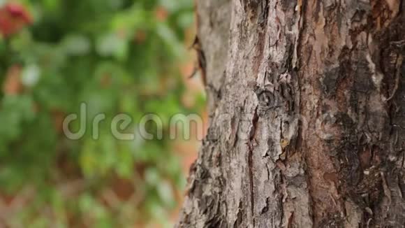 蚂蚁爬树视频的预览图