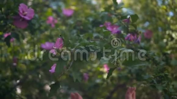 合拢的雌手抚摸着紫色的芙蓉花女性的手轻轻地抚摸着盛开的芙蓉的花朵视频的预览图