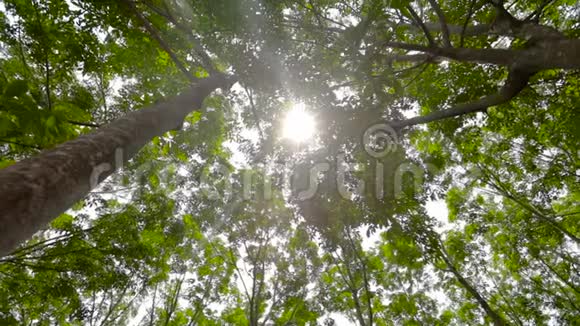 橡胶种植园顶部的全景图视频的预览图