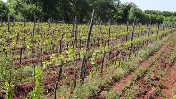 乡村的葡萄园一排排葡萄藤上的葡萄葡萄藤在春天种植葡萄树葡萄酒种植视频的预览图