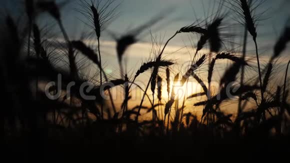 农业概念是麦田上金色的夕阳小麦收获耳朵慢动作视频生活方式背景天空视频的预览图