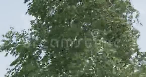 桦树的绿叶在强风中摇曳夏季背景视频的预览图