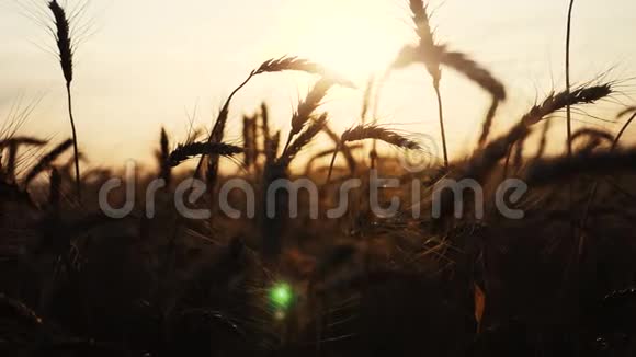 农业概念是麦田上金色的夕阳麦收穗慢动作视频背景日落天空视频的预览图