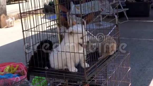 活的小狗在市场的笼子里玩耍视频的预览图