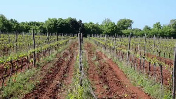 阳光明媚的初春一排排葡萄园的葡萄在一个绿色的乡村一群年轻的白葡萄g上的白葡萄酒葡萄视频的预览图