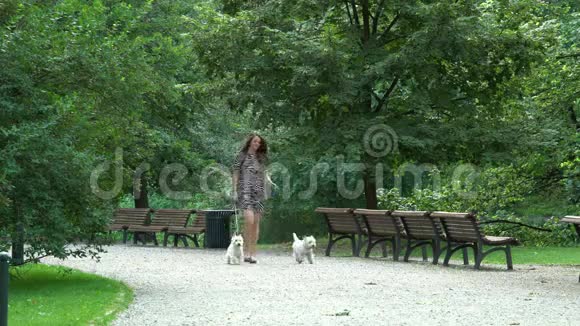 女人和两个小白狗在公园散步静态射击视频的预览图