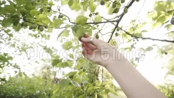 女园丁用手检查杏树的受影响的叶子有洞视频的预览图