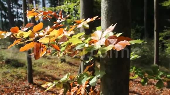 枝条上的彩色秋叶小细节视频的预览图