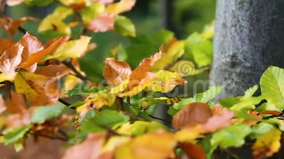 色彩斑斓的小秋树枝上落叶的细节视频的预览图