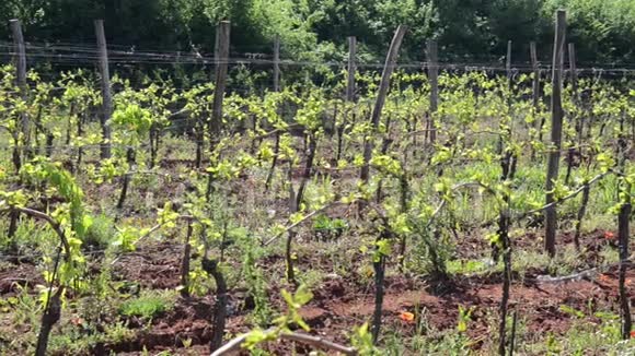 乡村的葡萄园一排排葡萄藤上的葡萄葡萄藤在春天种植葡萄树葡萄酒种植视频的预览图