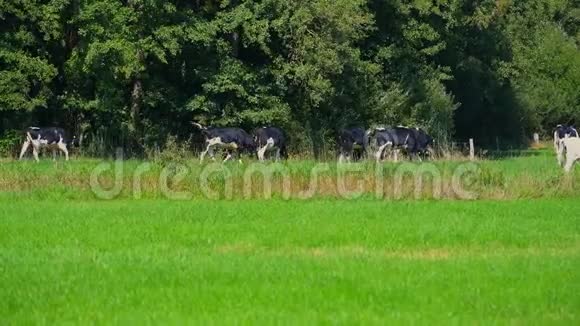 奶牛在田野上放牧背景是树木视频的预览图