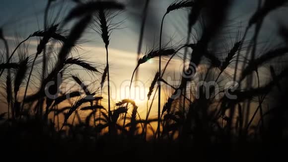 农业概念是麦田上金色的夕阳麦收穗慢生活方式运动视频背景天空视频的预览图