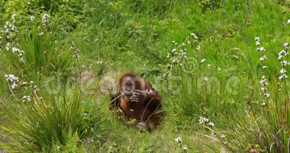 OrangUtanpongopygmaeus年轻的植被慢动作视频的预览图