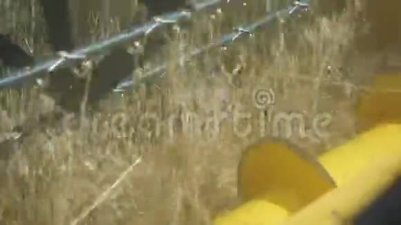 联合收割机在农田附近收集小麦作物割下的刺刀割下的茎被孤立农村视频的预览图