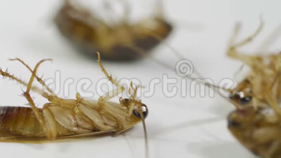 蟑螂死在堆里视频的预览图