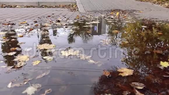 秋天的秋叶在雨下的水坑中漂浮秋天的自然背景视频的预览图