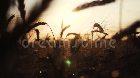 农业概念是麦田上金色的夕阳小麦收获耳朵慢动作视频生活方式背景视频的预览图