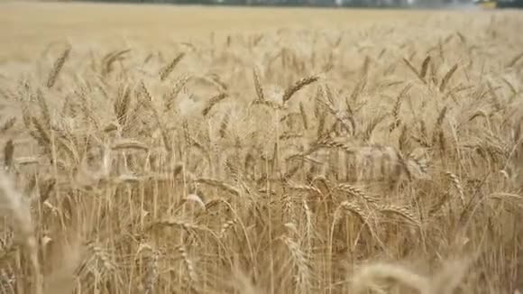 阳光明媚的一天麦田夏天的小麦穗视频的预览图