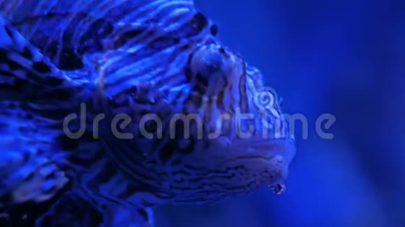 有毒刺的丑陋条纹狮子鱼蓝色灯光视频的预览图
