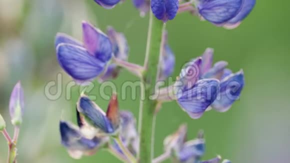 美丽的花朵窄叶羽扇豆深蓝色在风中微微摇曳视频的预览图