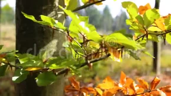 秋色落叶的小枝细节视频的预览图