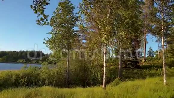 夏日的自然景观一览无遗森林景观有绿树灌木植物和湖泊视频的预览图