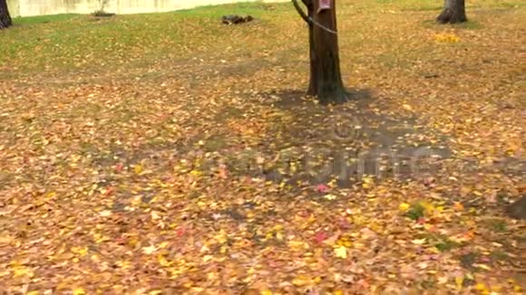 美丽的女人长发在秋天公园慢跑侧视图视频的预览图