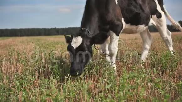 一头年轻的黑白母牛正在村子里吃草视频的预览图