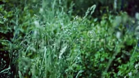 草甸草的绿色小穗在风的背景下绿草如茵视频的预览图