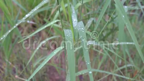 雨后草露滴4k视频的预览图