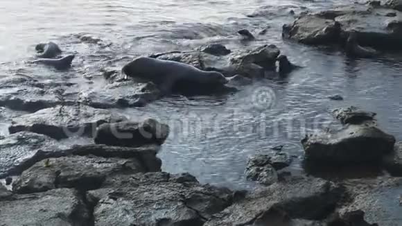 厄瓜多尔加拉帕戈斯群岛南部广场上一只雄海狮追逐一只入侵的雄狮视频的预览图