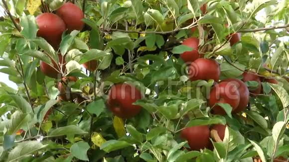 秋天树上的红苹果视频的预览图