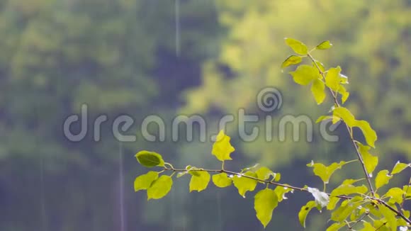 有叶子的树枝上的雨滴视频的预览图