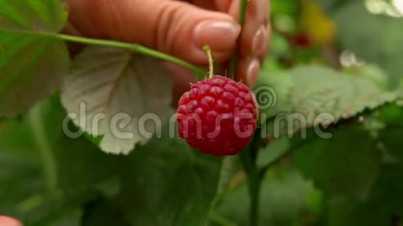 从树枝上拿一个成熟的红树莓视频的预览图