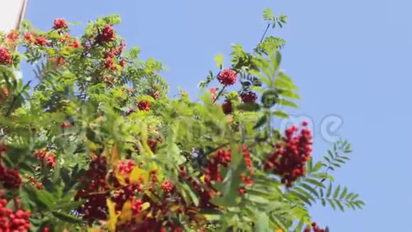 罗文树秋叶季罗文莓视频的预览图
