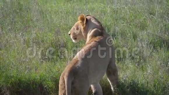 非洲母狮环顾四周躺在大草原的草地上休息视频的预览图