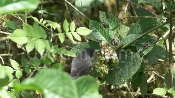 在加拉拉戈斯群岛吃浆果的雄性中底雀视频的预览图