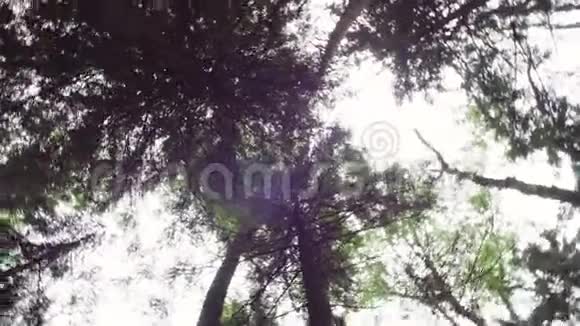 夏天的云杉树视频的预览图
