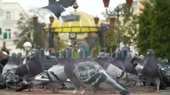在城市广场喂鸽子视频的预览图