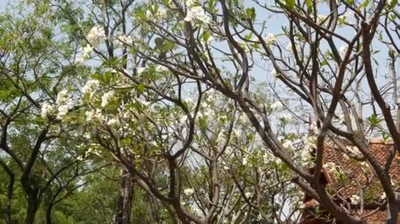 东方花园中盛开的大树美丽的梅叶树在传统的花园里开着白色的花视频的预览图