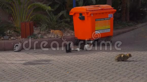 街猫坐在垃圾桶旁边视频的预览图