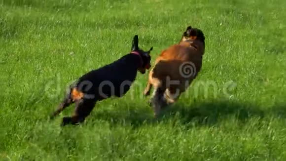 两只漂亮的纯种狗在绿野上玩耍视频的预览图